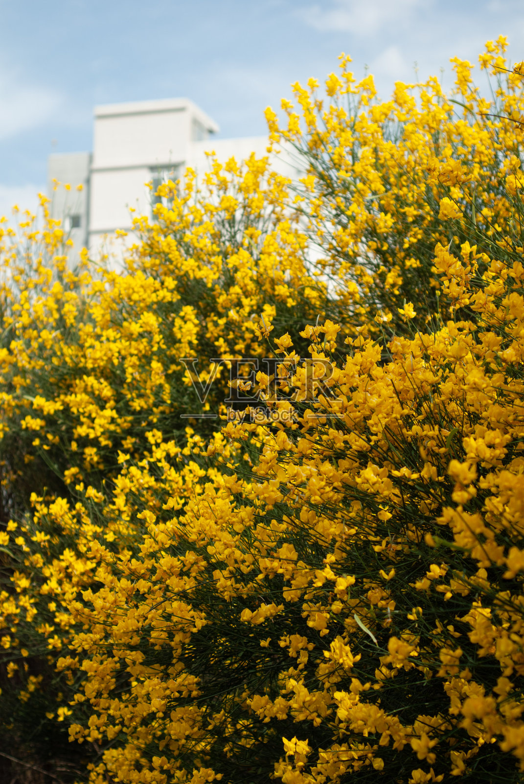 金雀花，一种开着黄花的灌木，黄花和房子，照片摄影图片
