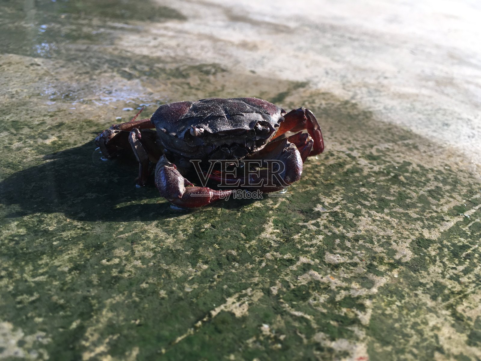 水泥地面上的稻田螃蟹照片摄影图片