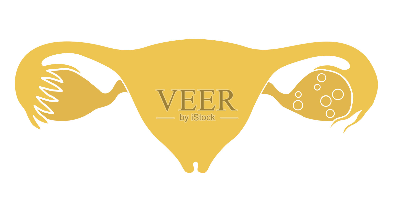 在女性的内脏里。子宫、卵巢和输卵管。矢量插图，平面设计。在白色背景上隔离插画图片素材