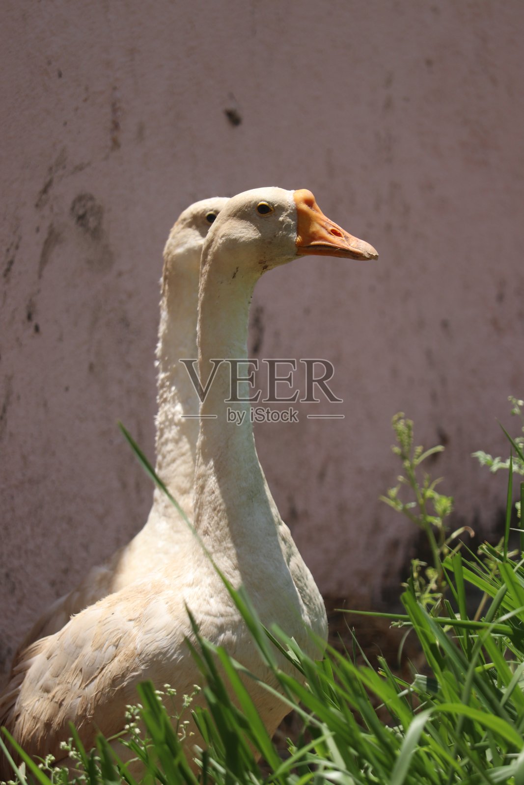 捕捉大自然、创造力、昆虫、鸟类和世界照片摄影图片