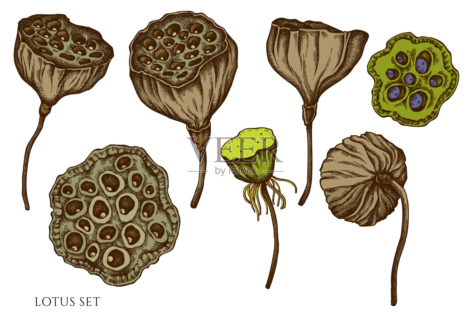 矢量集手绘彩色莲花插画图片素材