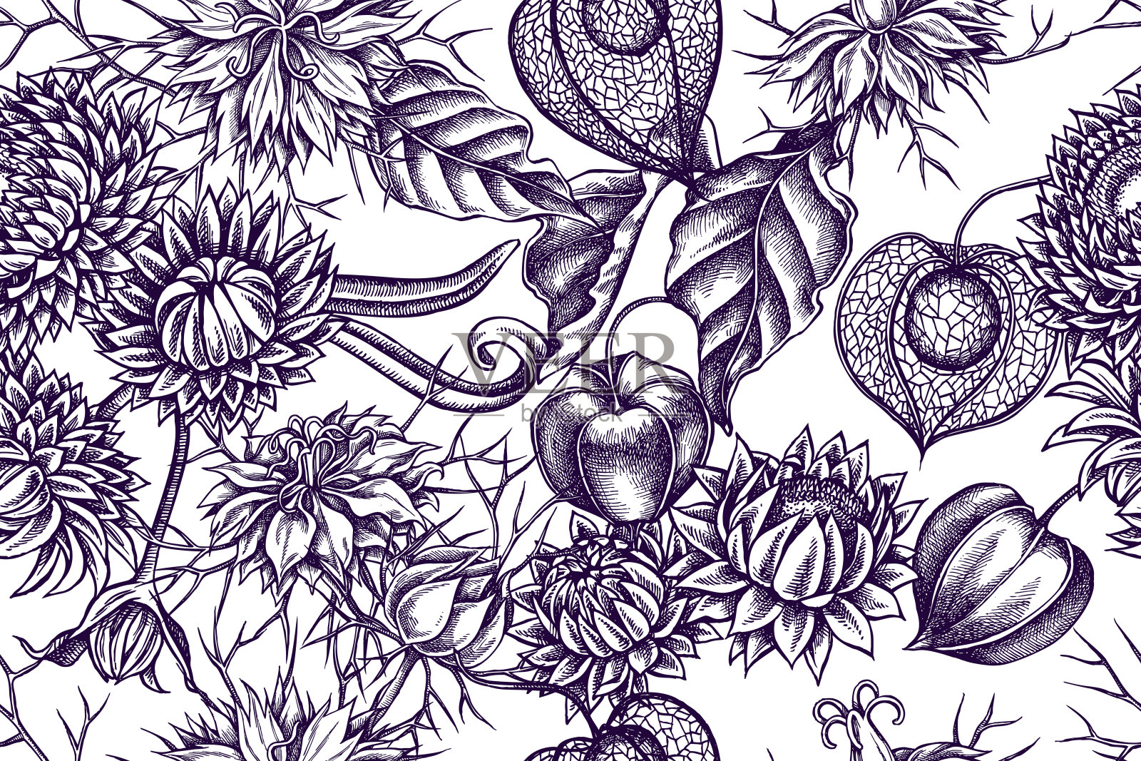 艺术图案与黑色香菜，蜡菊，酸浆插画图片素材