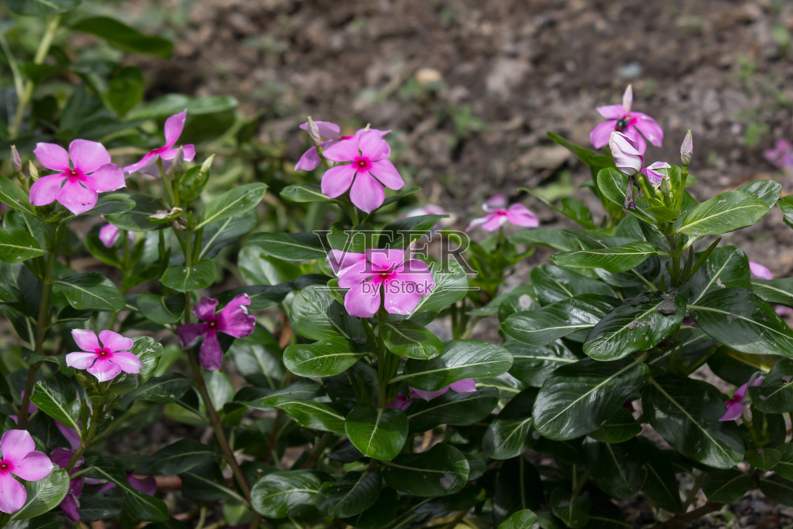 粉红Catharanthus玫瑰花照片摄影图片
