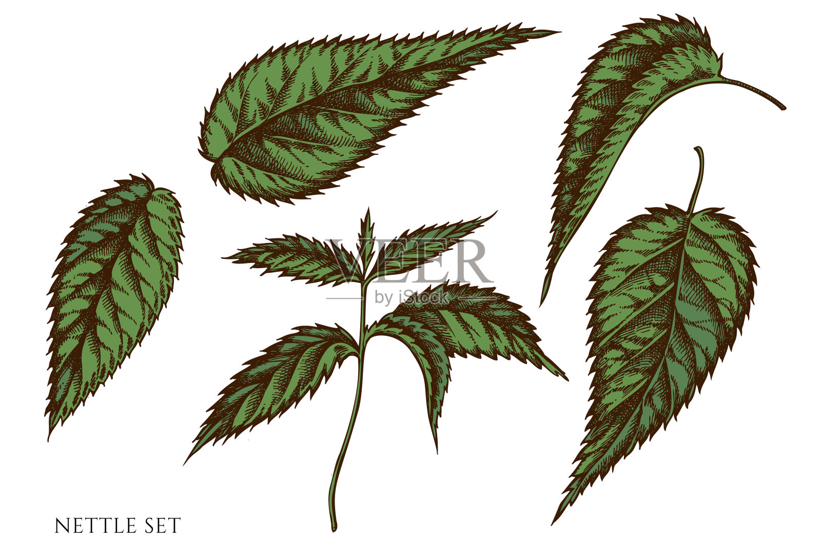 矢量集手绘彩色荨麻插画图片素材