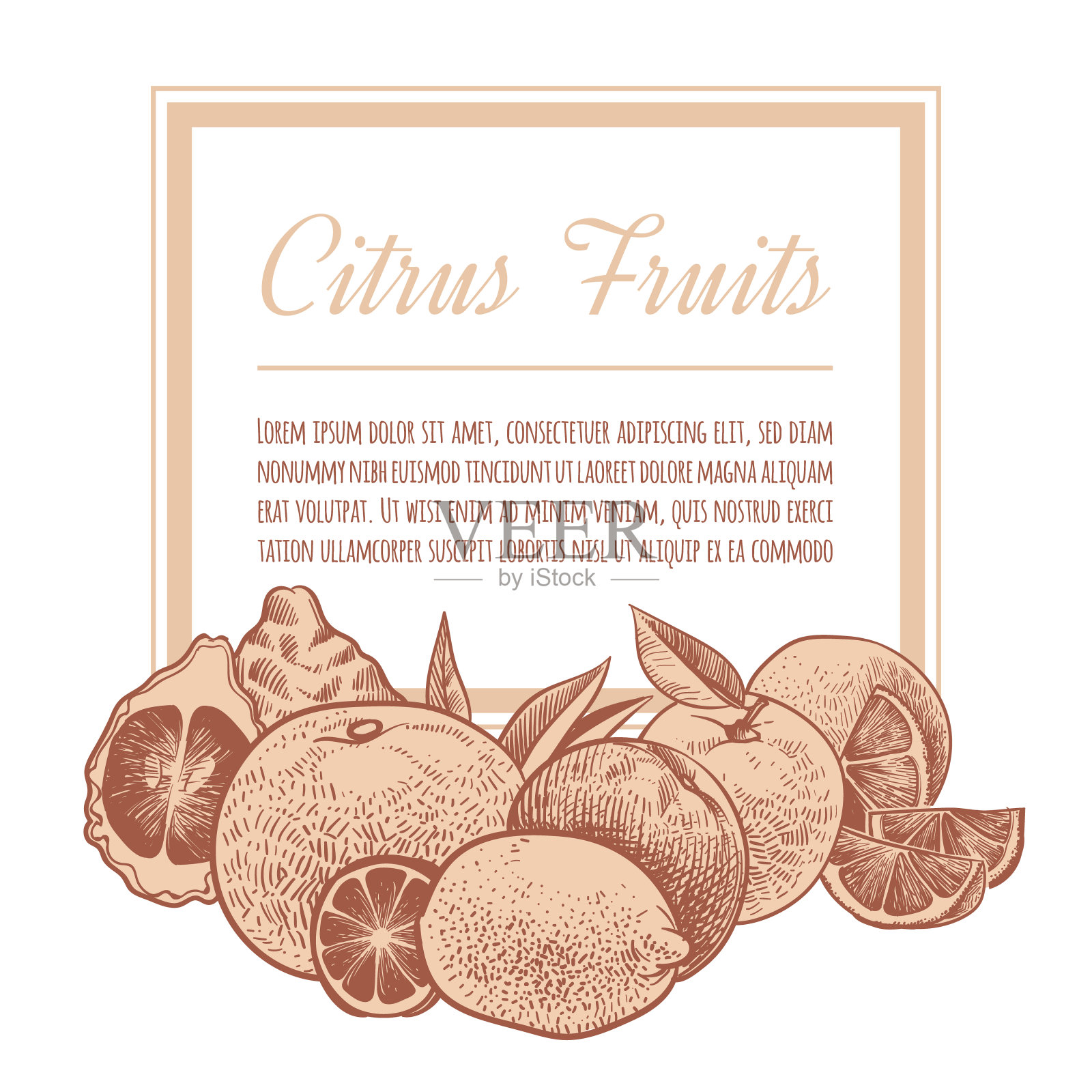 柑橘类背景。手绘橘子素描，涂鸦奇异的柑橘类水果。柠檬，葡萄柚和酸橙复古矢量海报设计插画图片素材