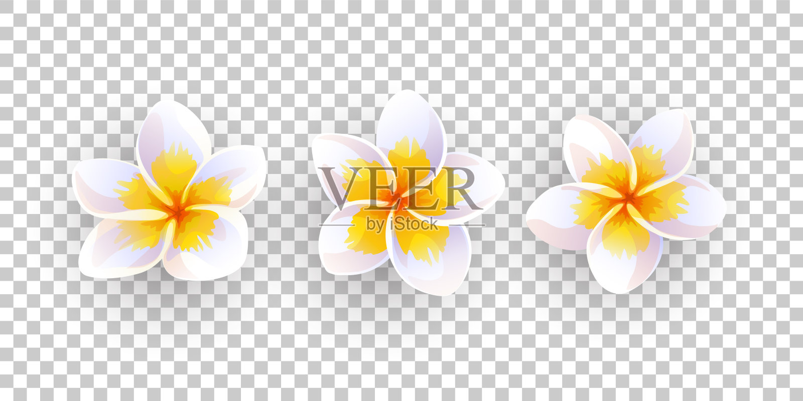 鸡蛋花矢量图。插画图片素材