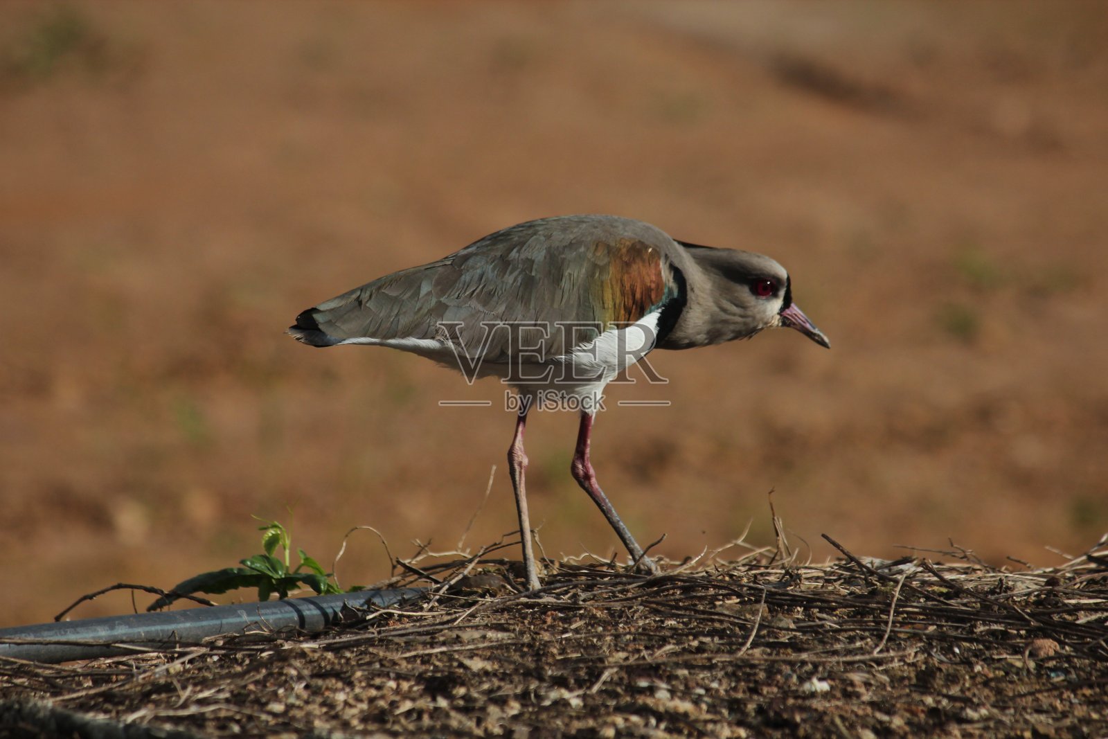 南部田凫鸟照片摄影图片