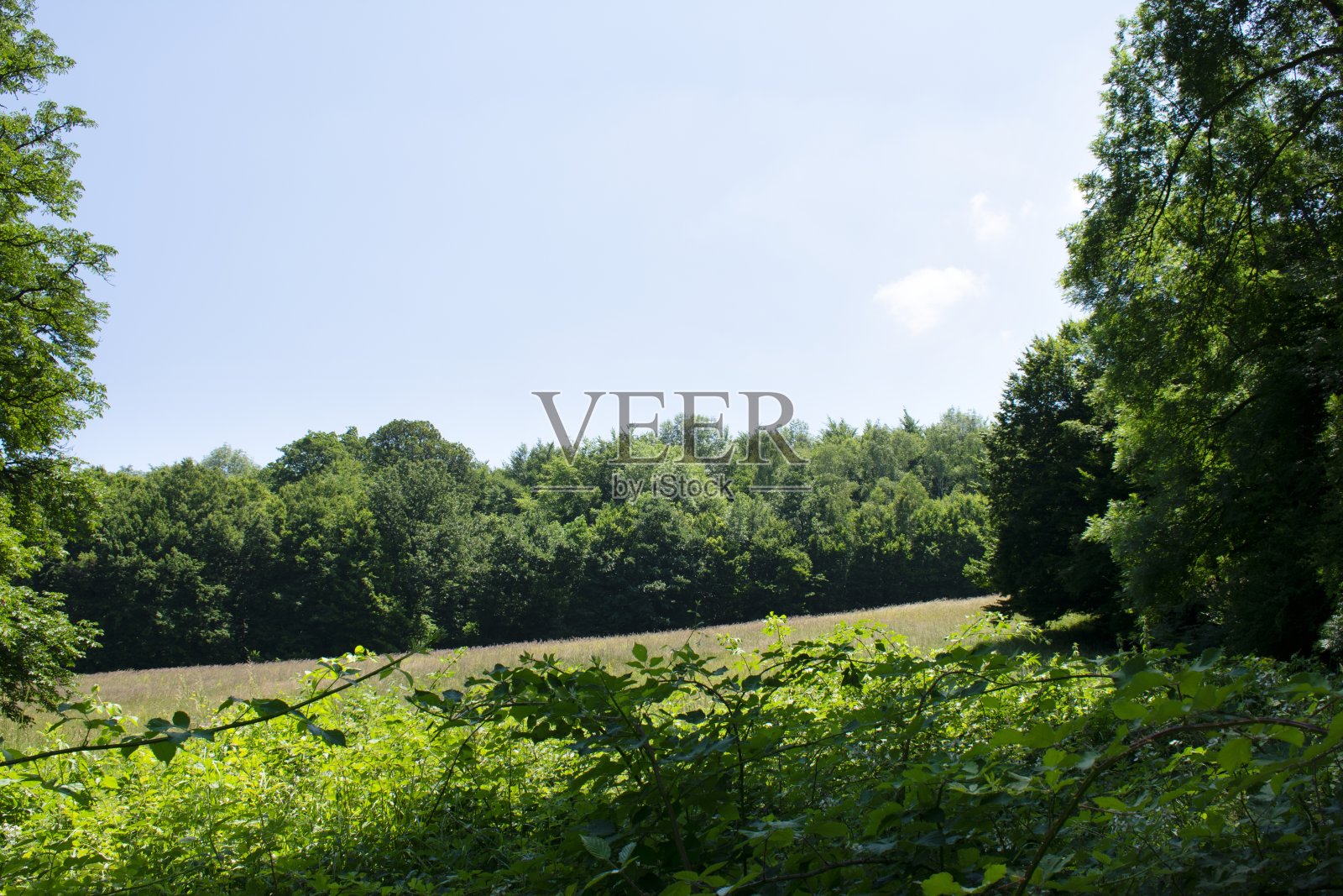 莱因泽尔花园的景色照片摄影图片