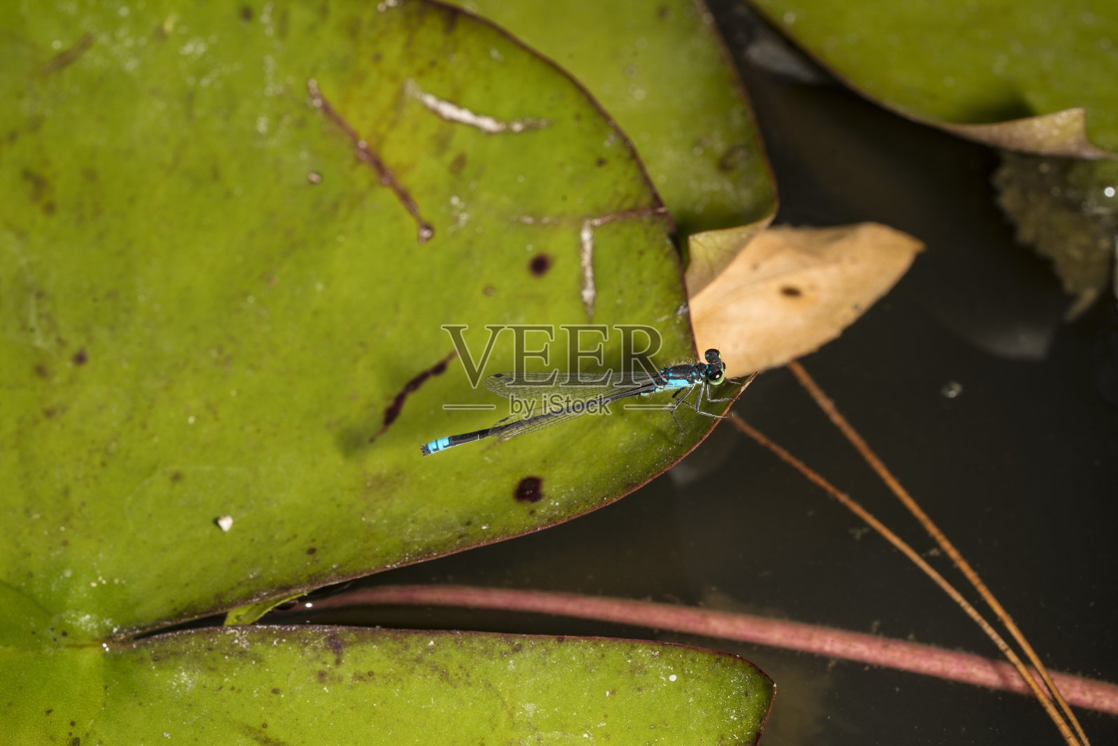 荷叶上的巨型蓝色蜻蜓照片摄影图片