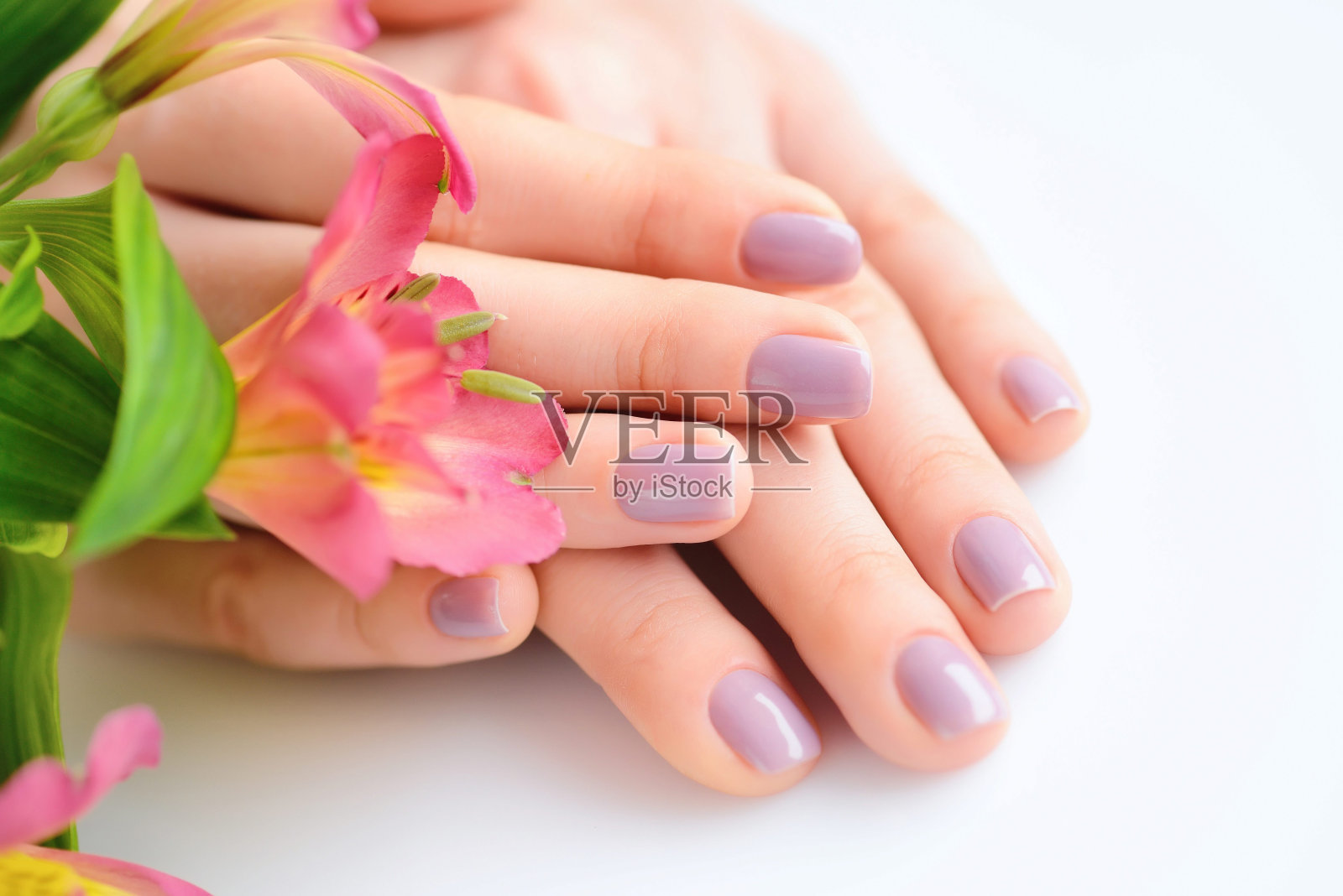 一个女人的手与粉红色的指甲和花紫花在白色的背景照片摄影图片