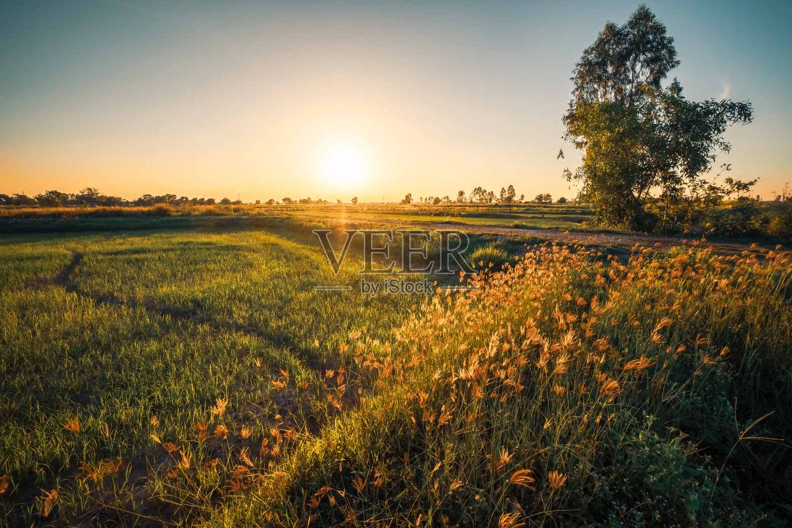 场在日落时分照片摄影图片