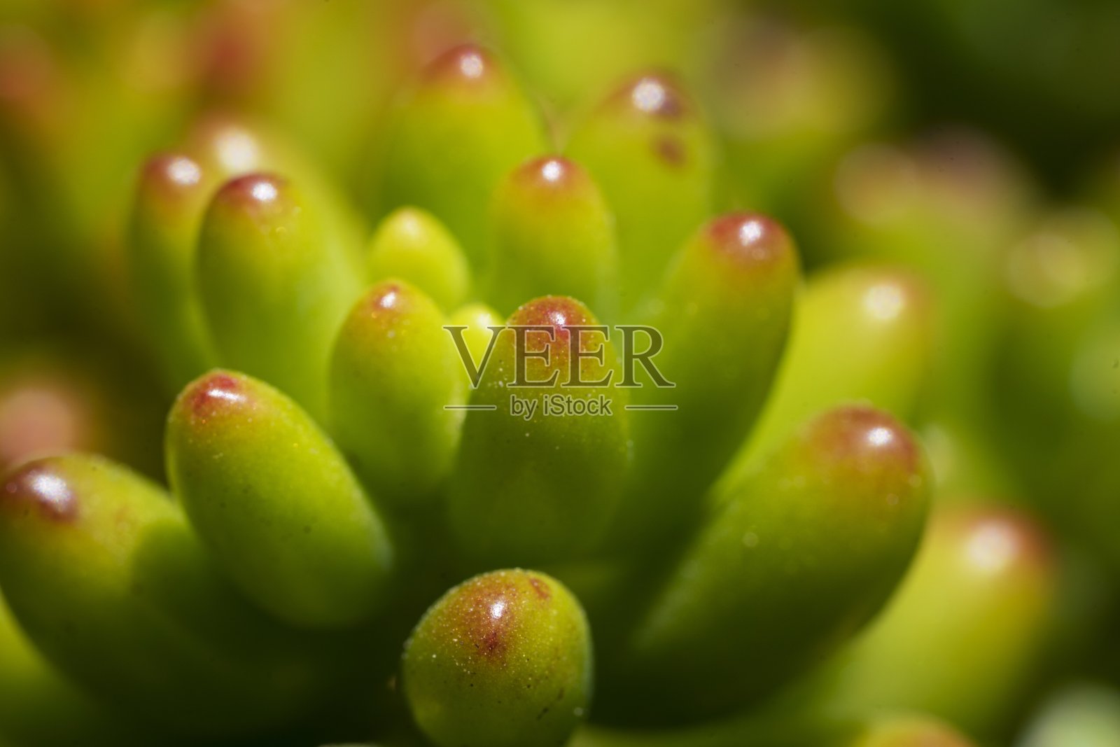 大型绿色肉质植物，顶端为红色照片摄影图片