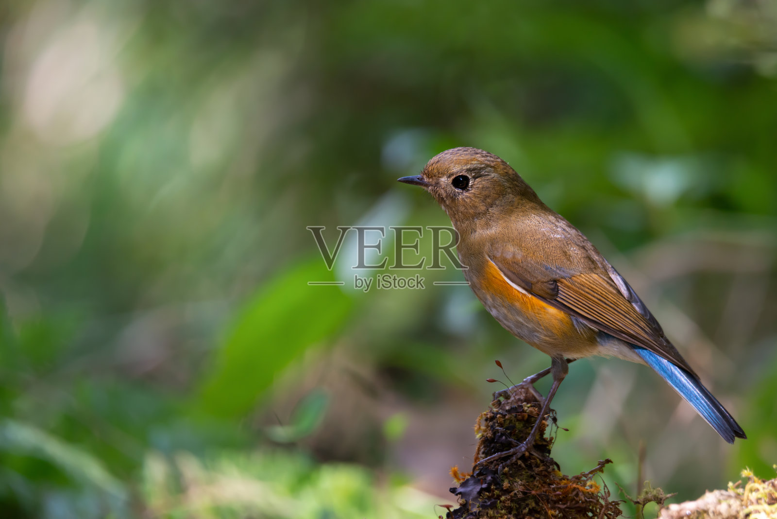 栖木上美丽的候鸟照片摄影图片