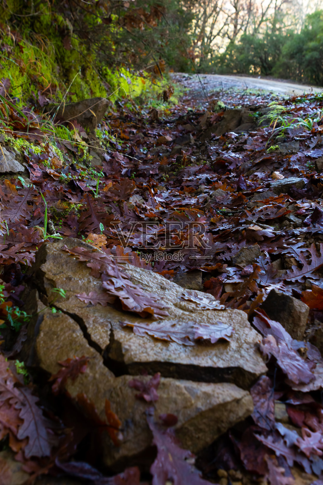 秋天的落叶落在森林的地上，小径在背景中行走。照片摄影图片