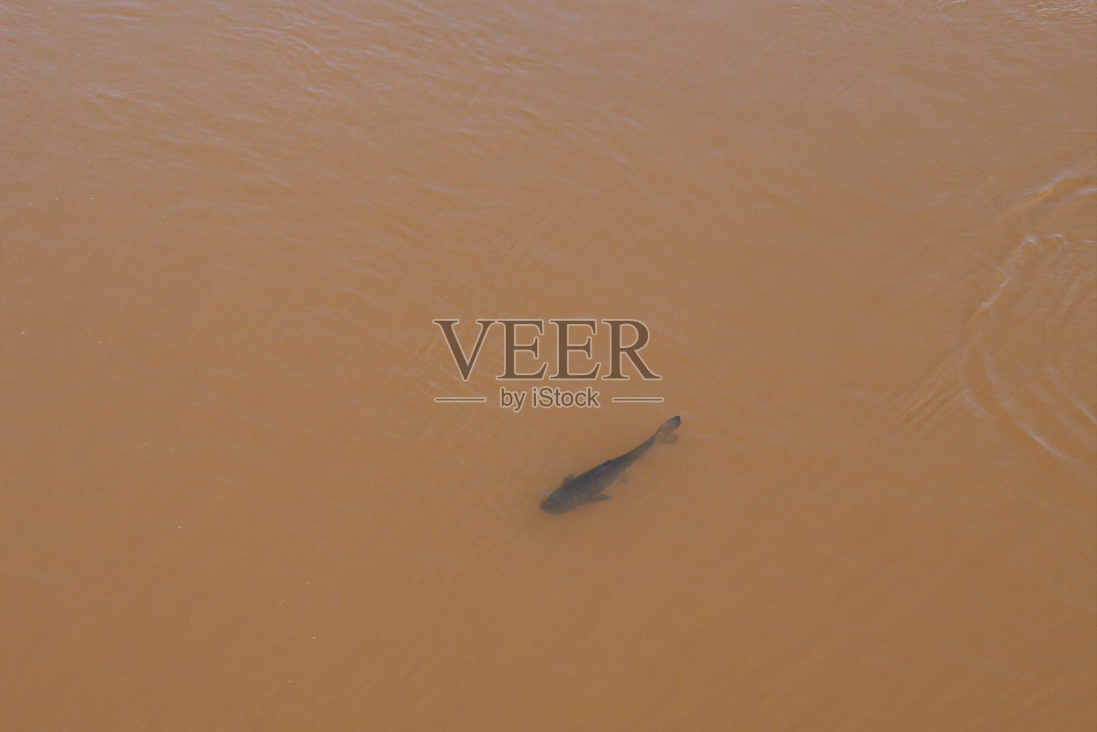 伊瓜苏河中巨大的surubi鱼照片摄影图片