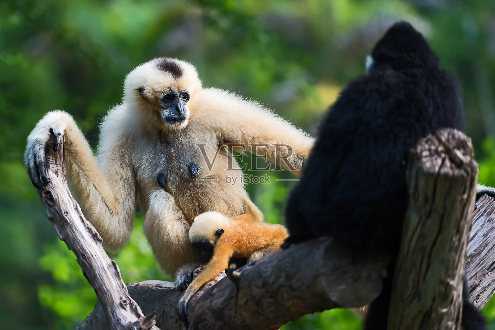 白颊长臂猿或拉尔长臂猿。照片摄影图片