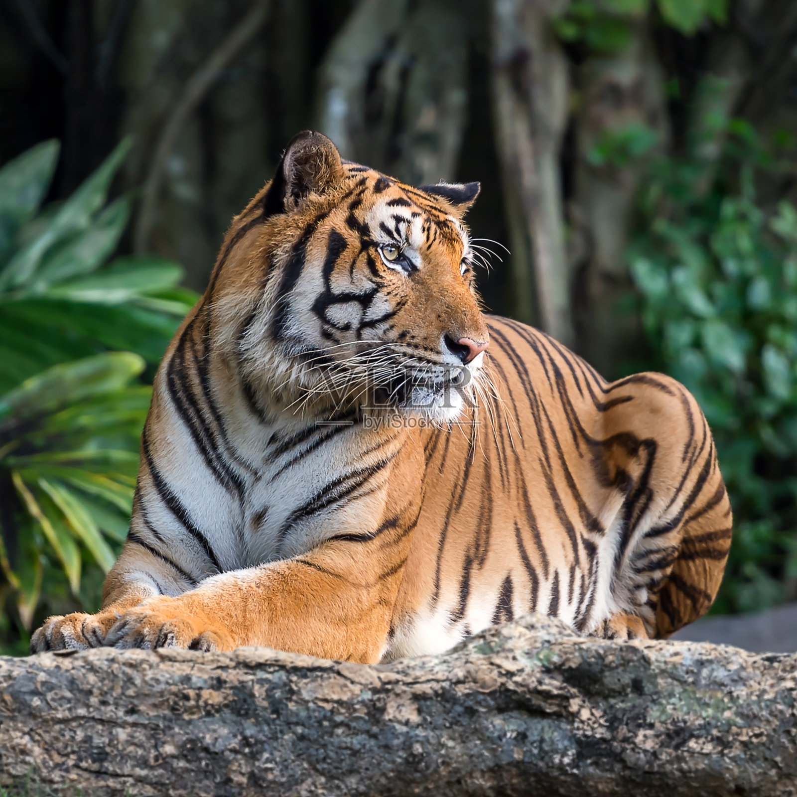 老虎的画像。照片摄影图片