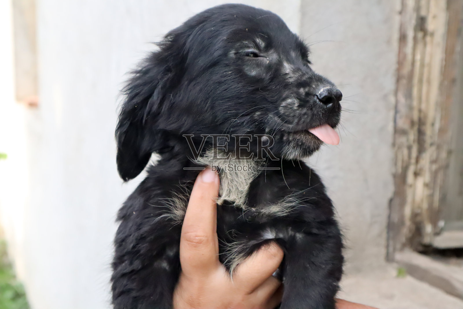 黑色悲伤被遗弃的狗狗收容所的肖像照片摄影图片