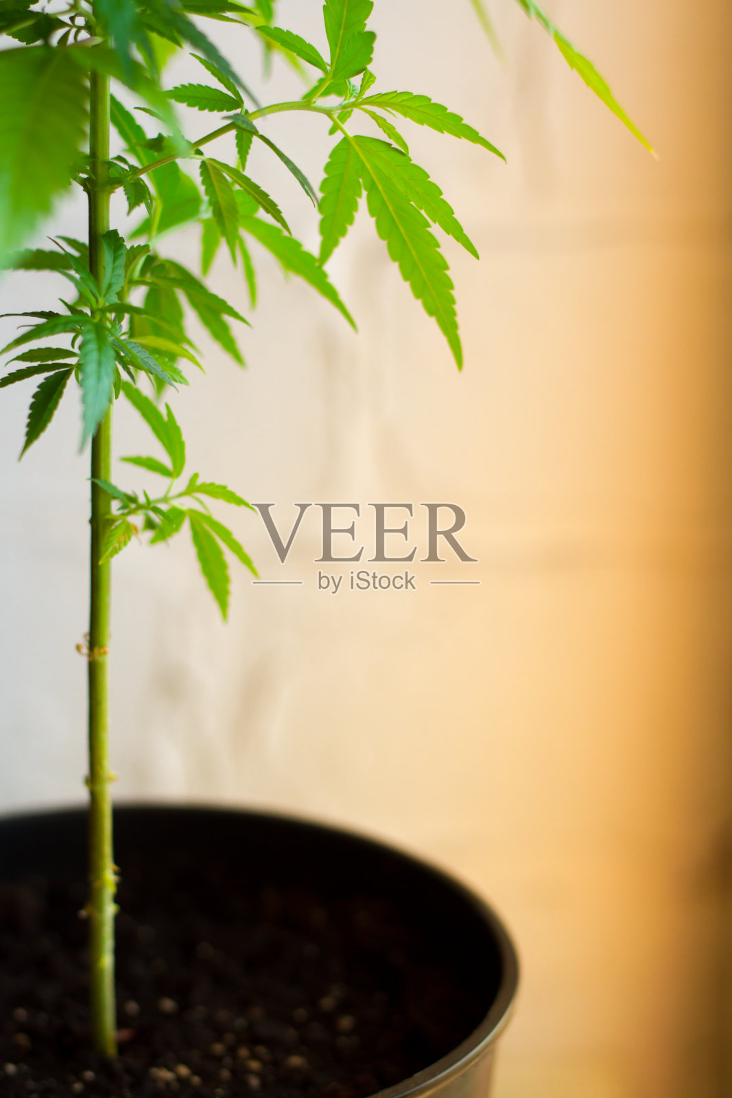 一张大麻、大麻或大麻植物的特写，放在家里白色的控制台里，靠着一堵白墙照片摄影图片