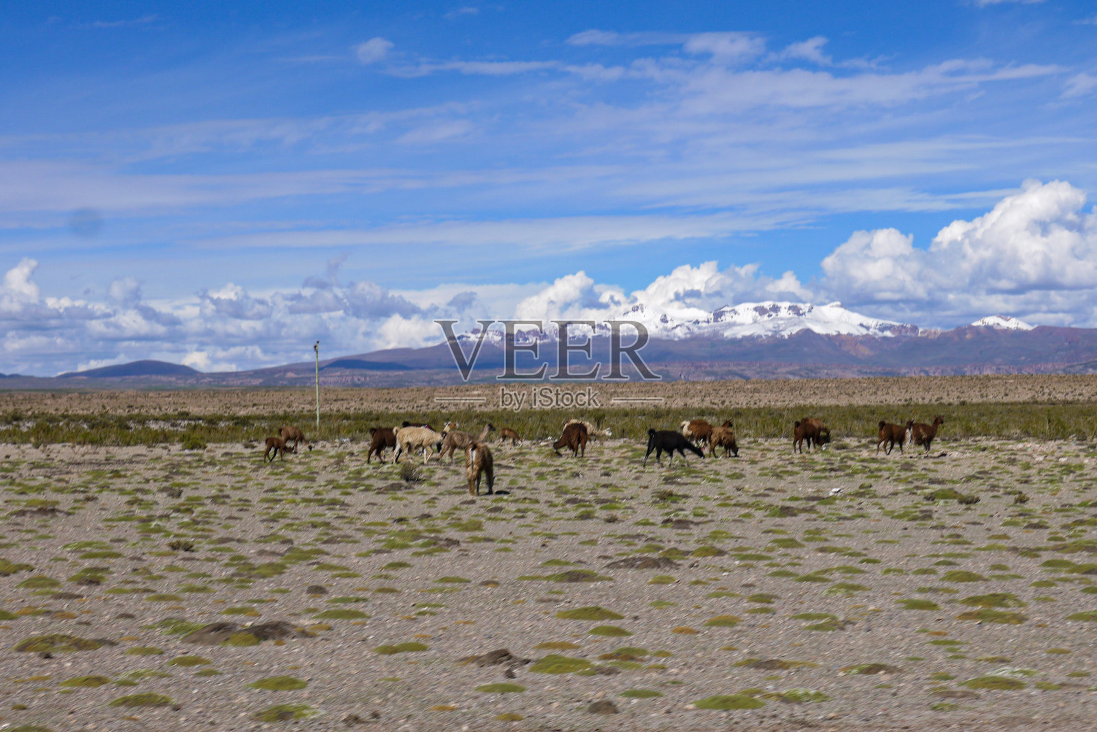 玻利维亚乌尤尼盐沼地里的大羊驼照片摄影图片
