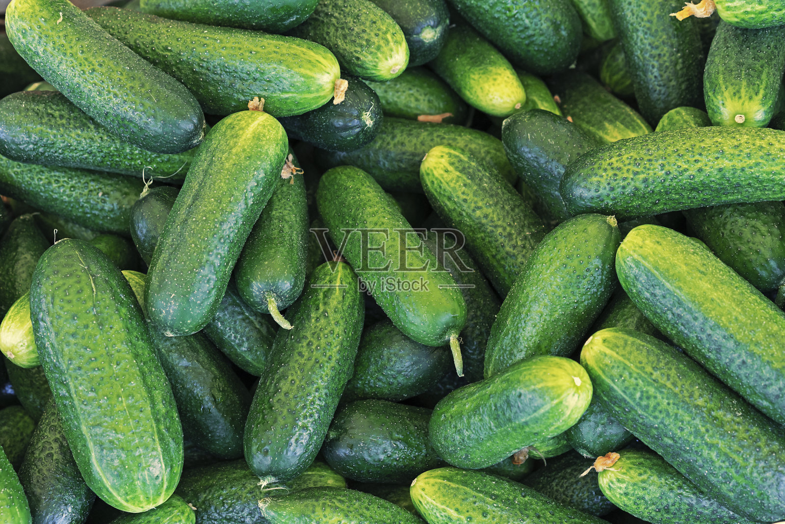 黄瓜收获。绿色黄瓜的背景。照片摄影图片
