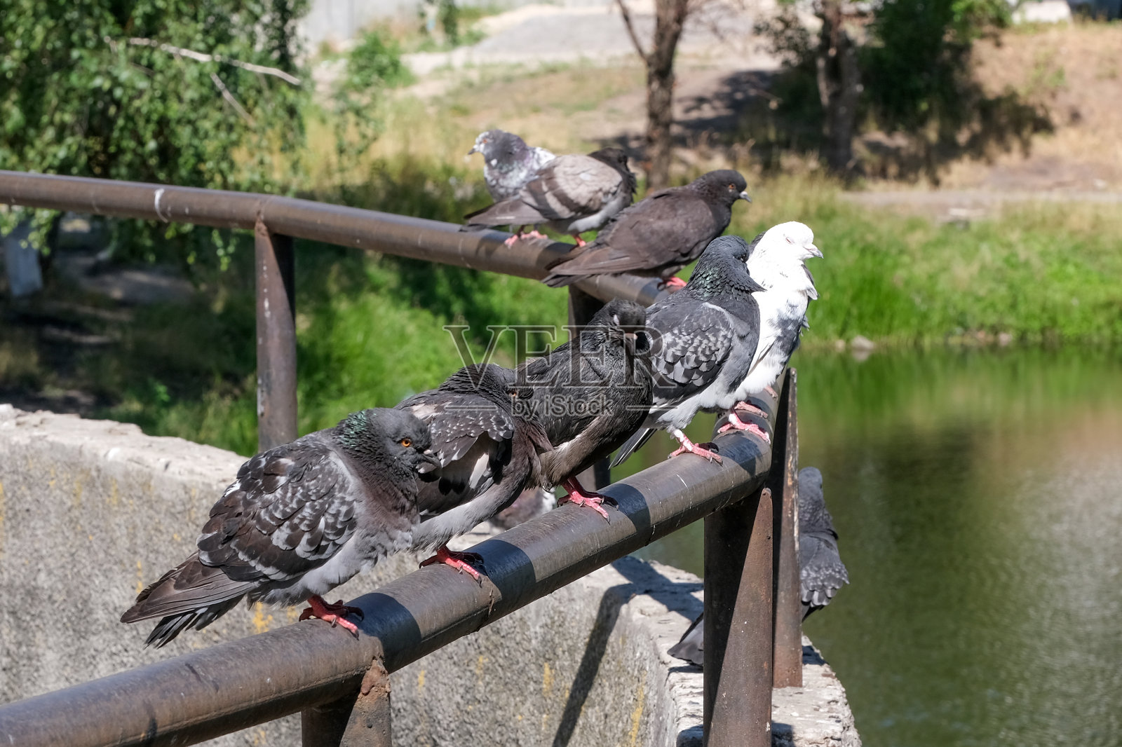 城市鸽子在金属栏杆上照片摄影图片
