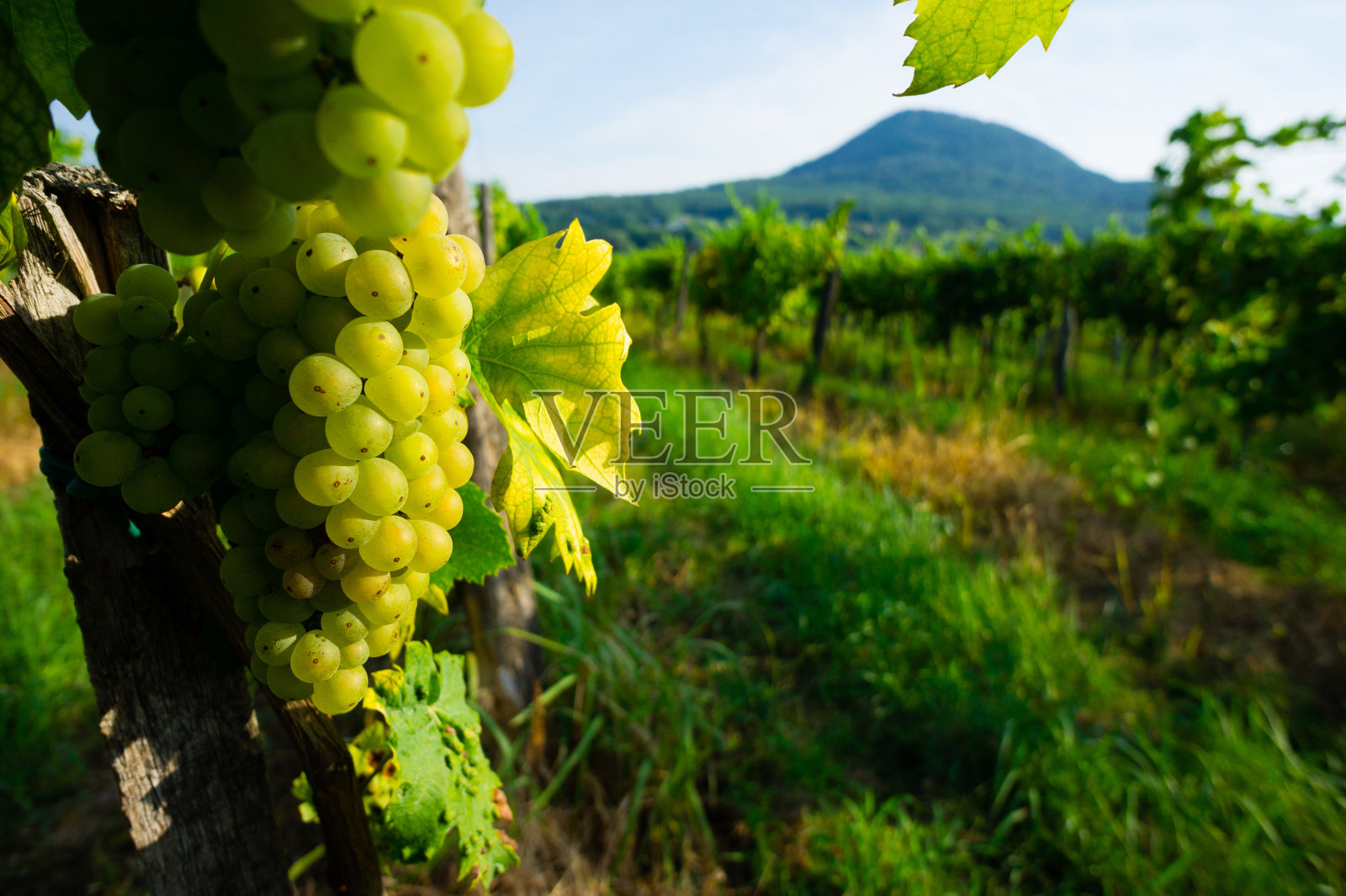 葡萄园里的葡萄串照片摄影图片