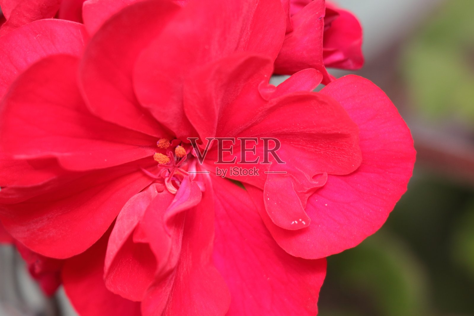 天竺葵，粉红色的花，或天竺葵。Ivybridge,英格兰德文郡照片摄影图片