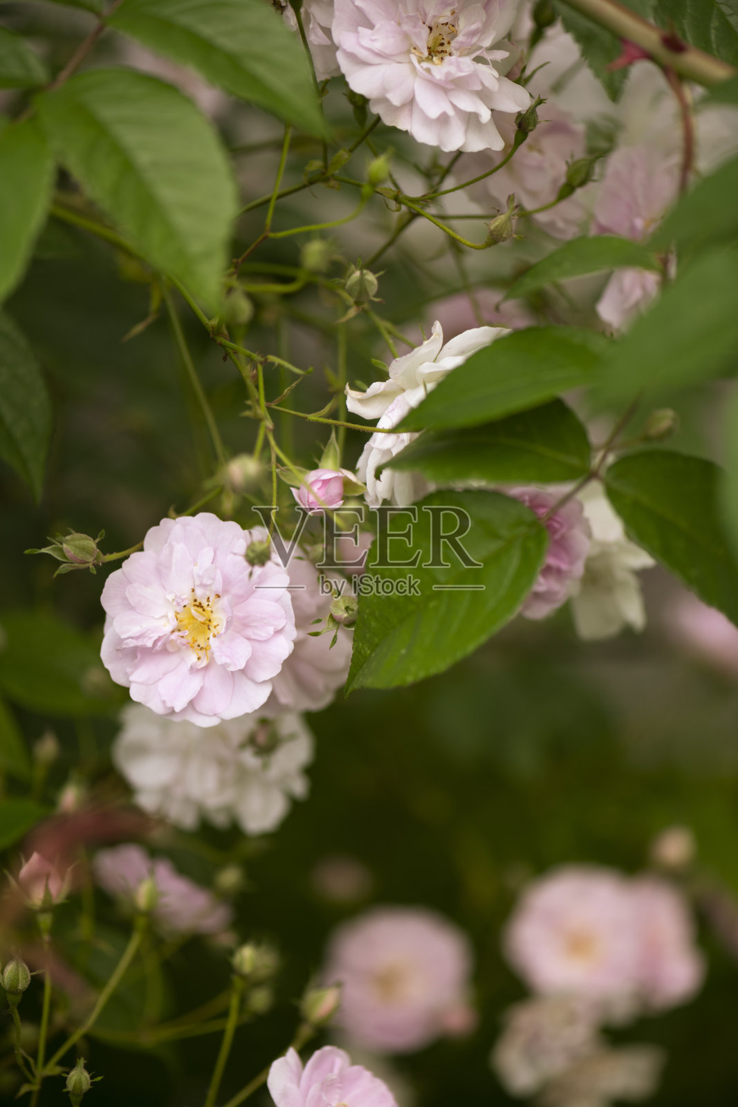 野玫瑰照片摄影图片