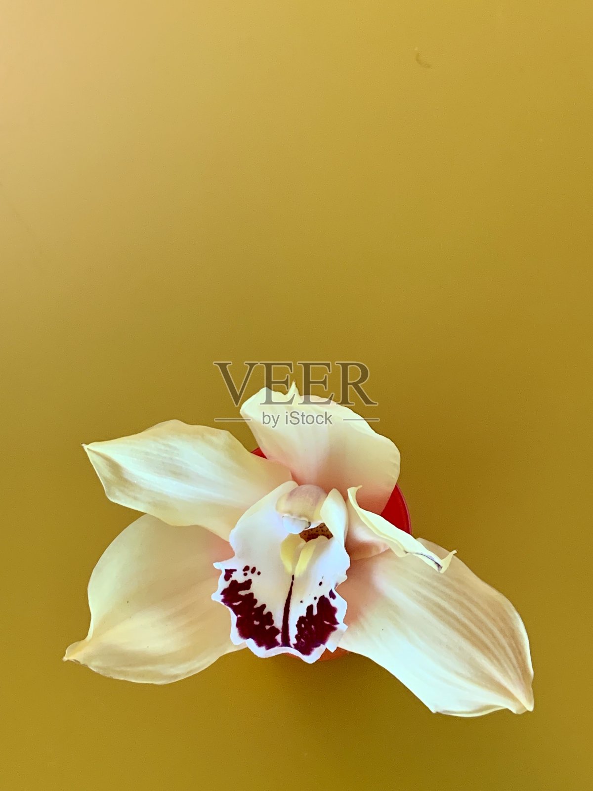 黄色背景上的黄色兰花照片摄影图片