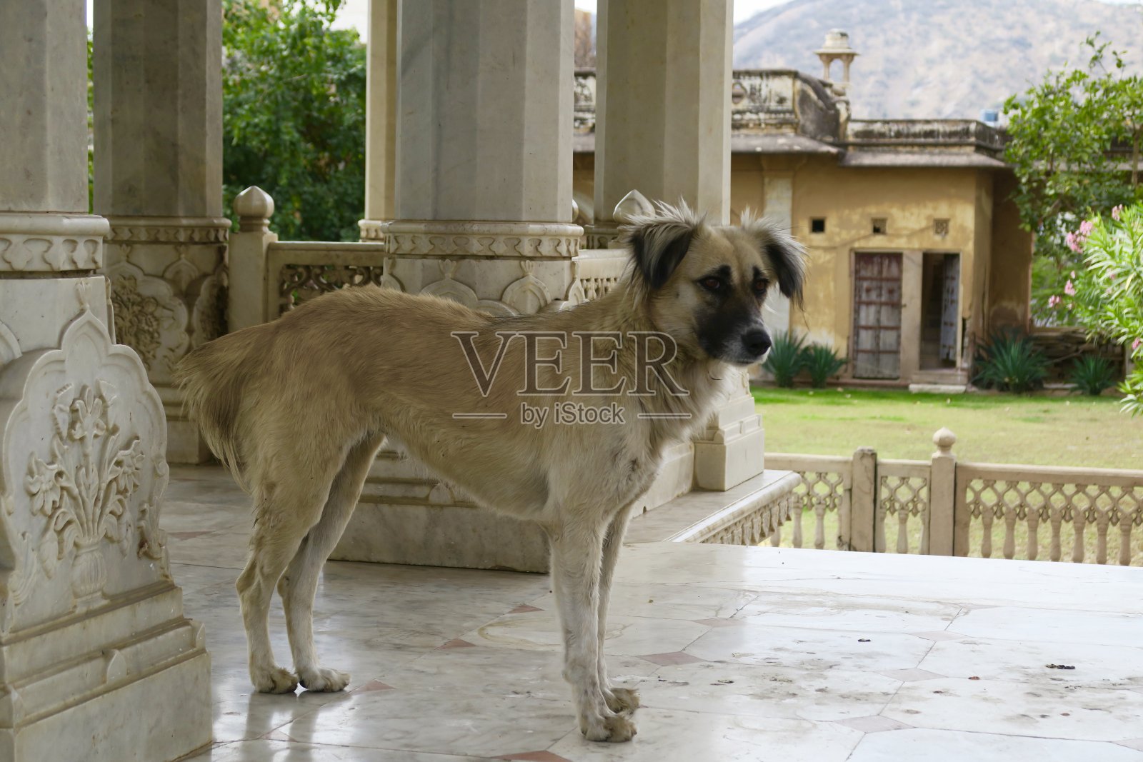 印度拉贾斯坦邦斋浦尔，一只流浪狗站在寺庙大理石台阶上照片摄影图片