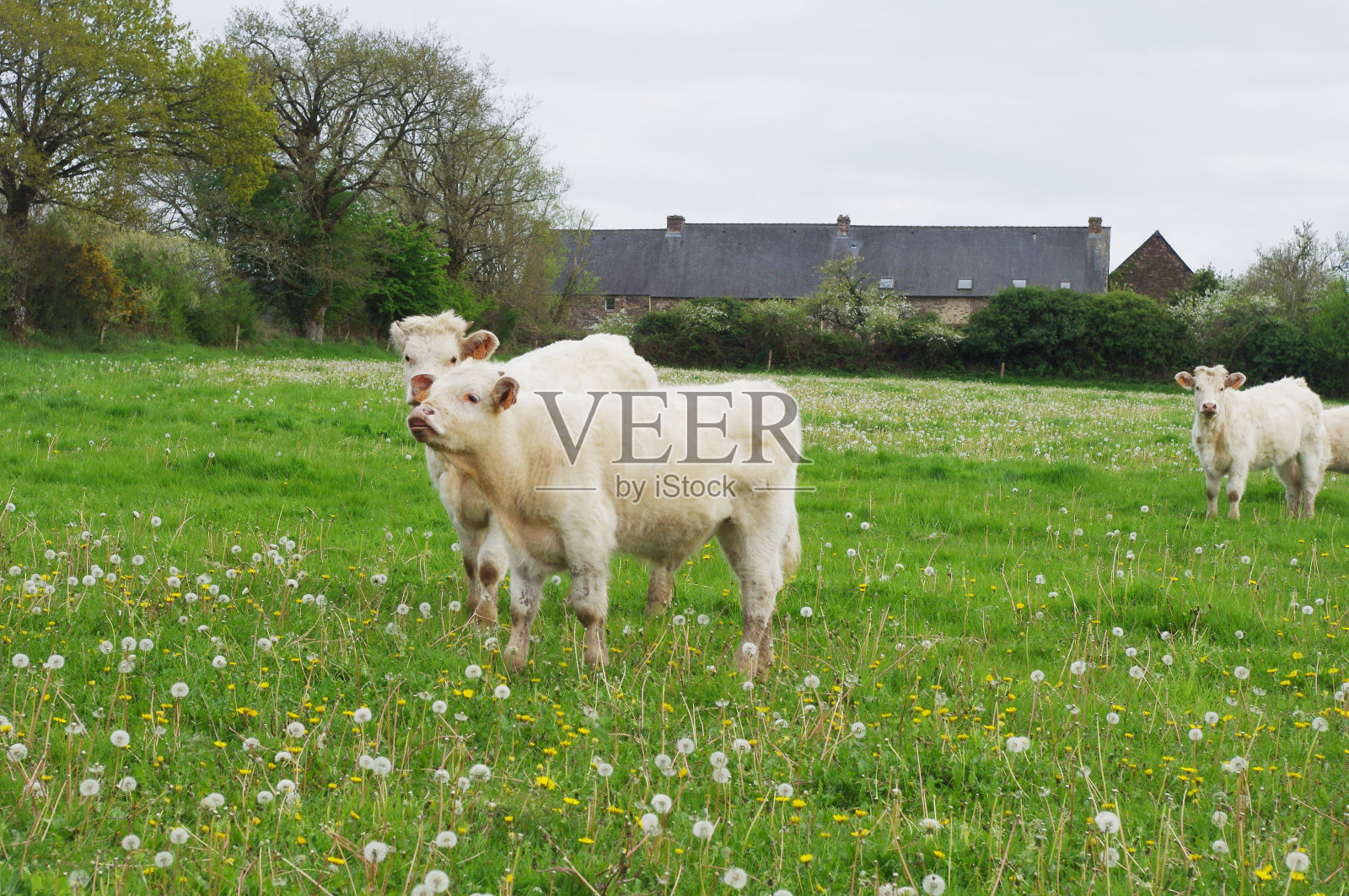 草地上的白牛犊照片摄影图片