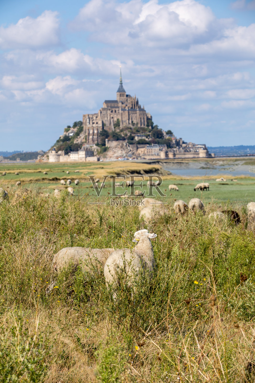 夏日蔚蓝的天空下，一群羊在圣米歇尔山潮汐岛附近的盐田上吃草。法国圣米歇尔山照片摄影图片