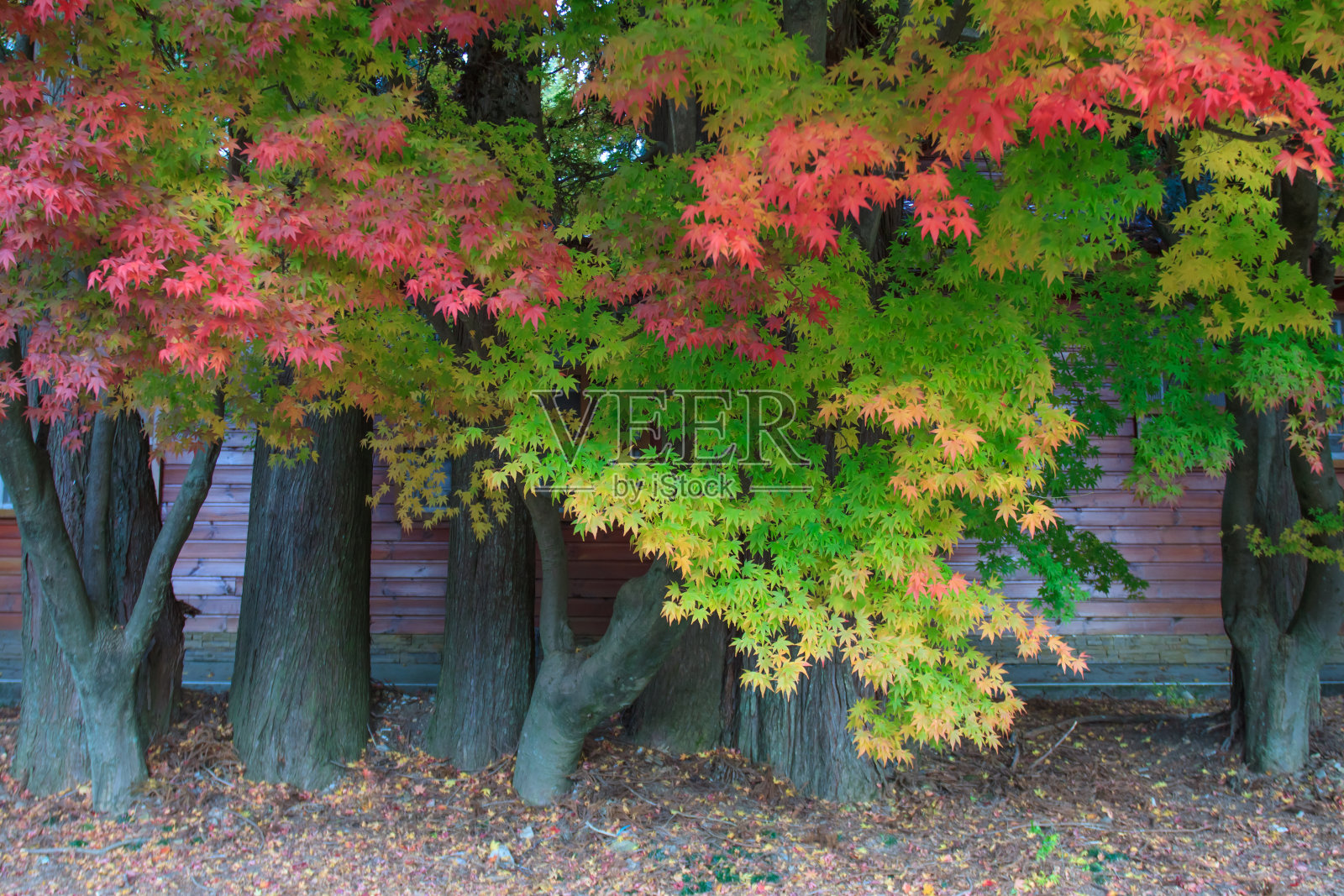 枫叶照片摄影图片