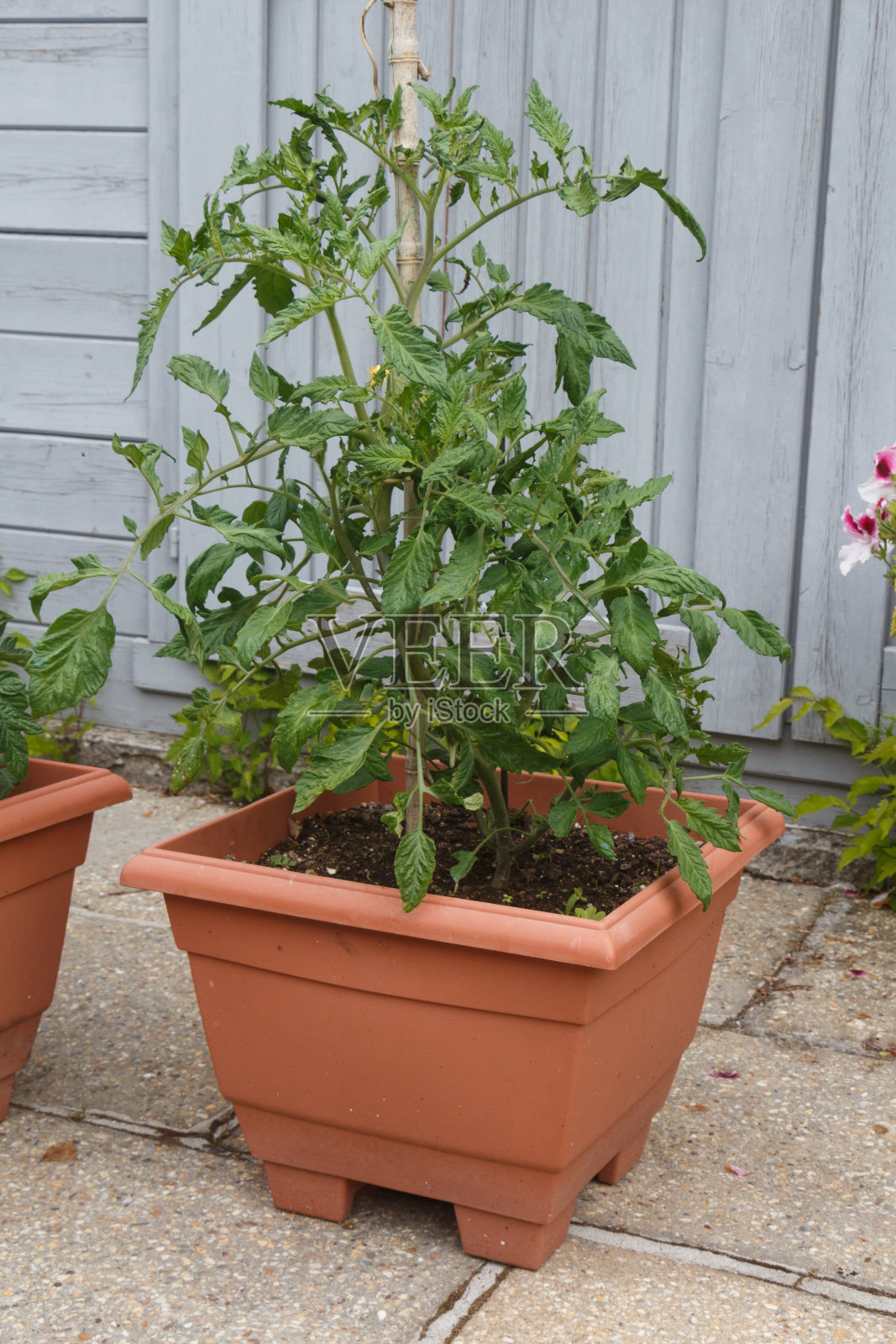 西红柿种在花园里照片摄影图片