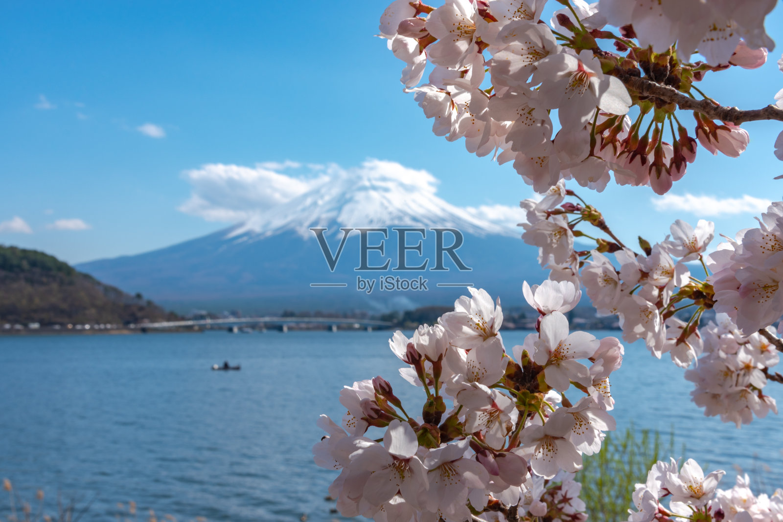 樱花盛开的富士山照片摄影图片