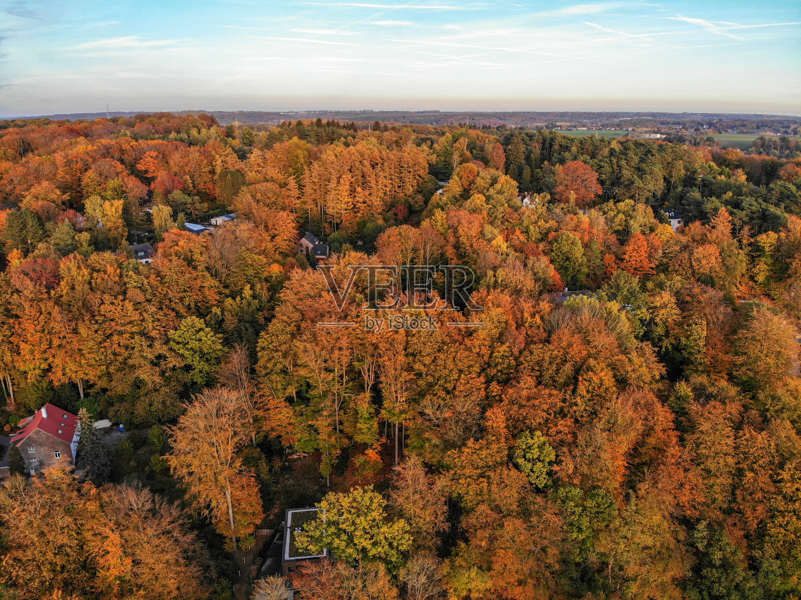 美丽的橙色和红色的秋天森林在日落时间照片摄影图片