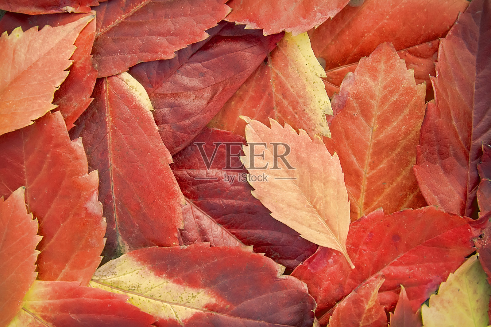 秋叶背景照片摄影图片