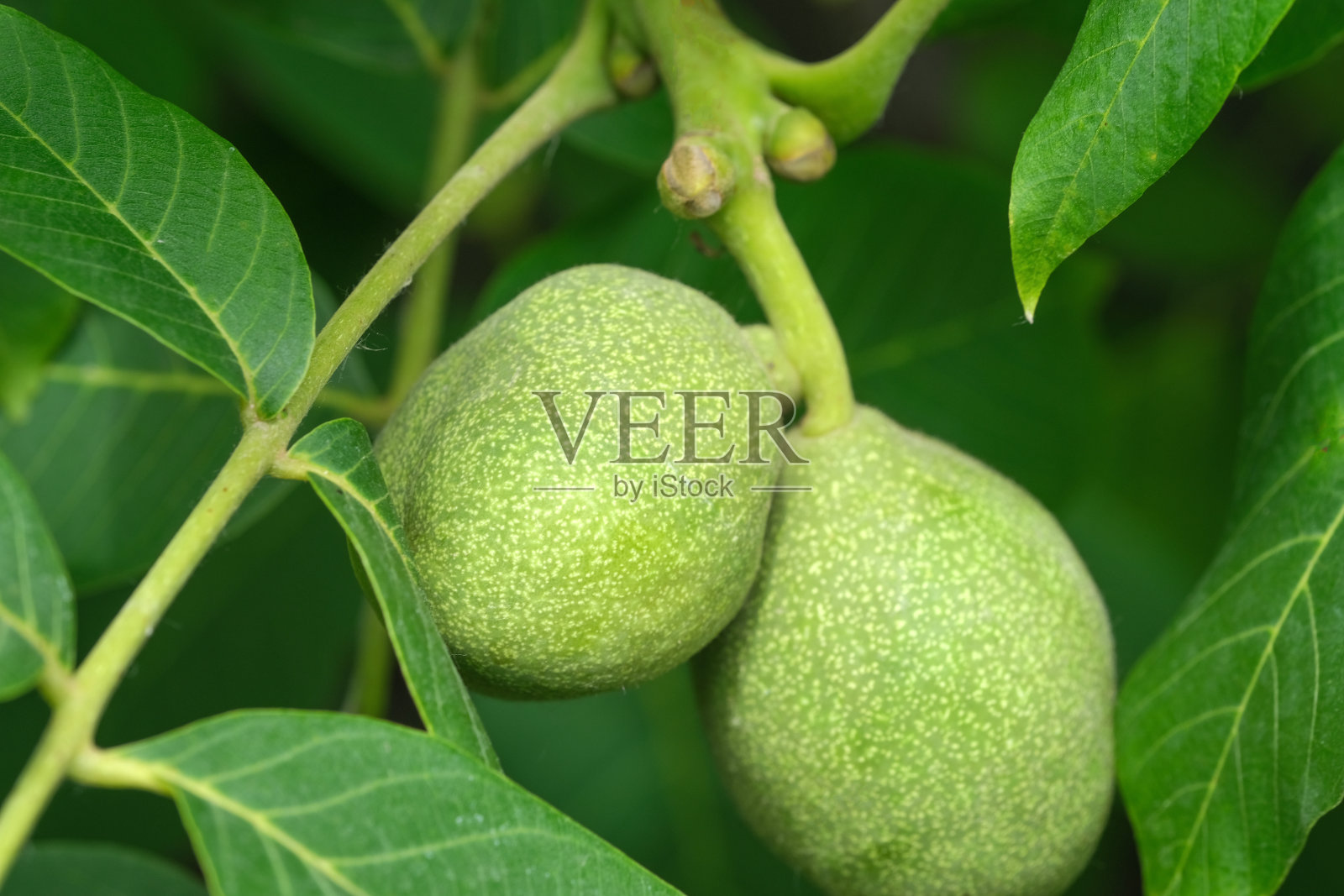 绿色核桃子房照片摄影图片