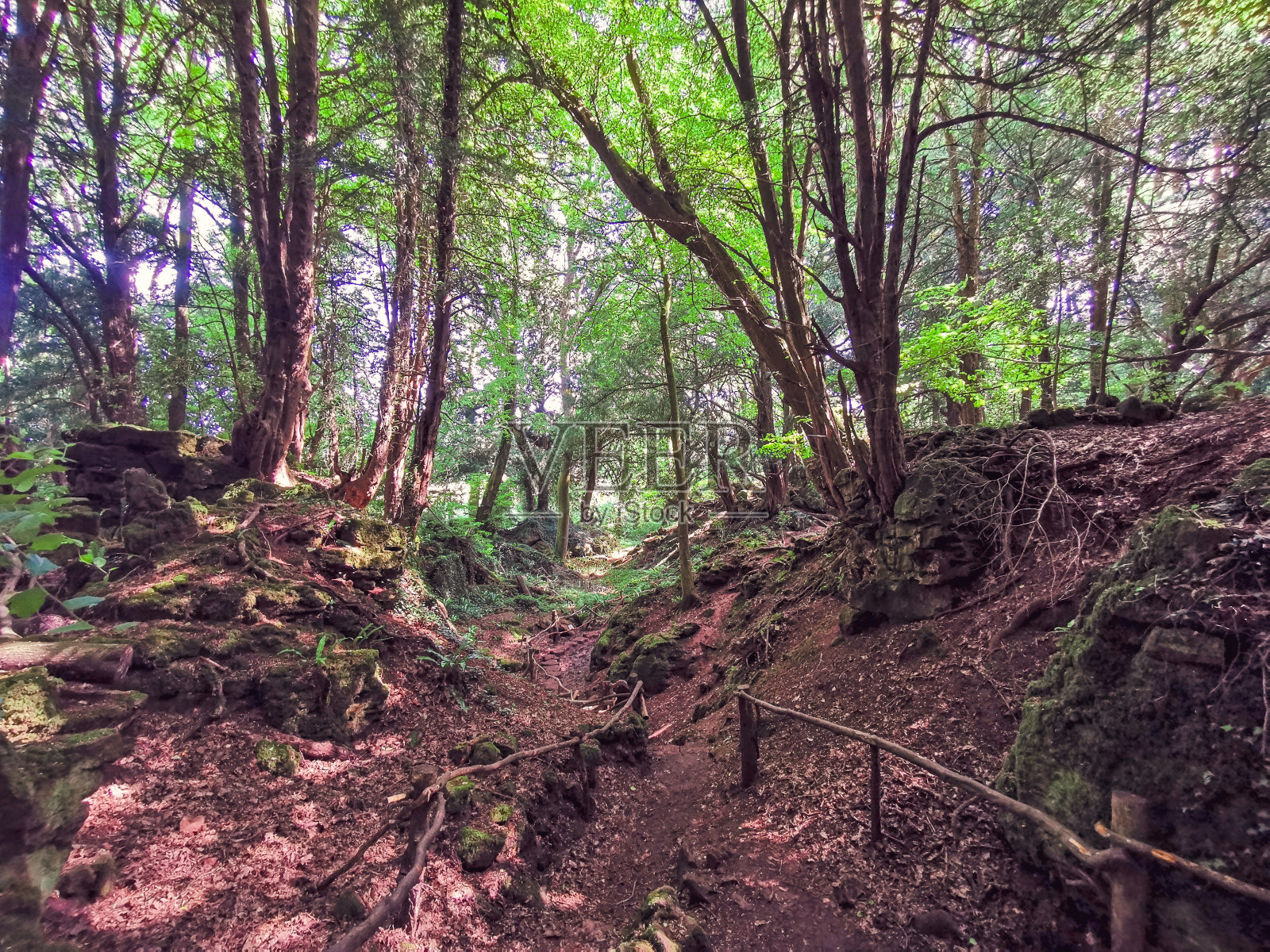 神奇的Puzzlewood照片摄影图片