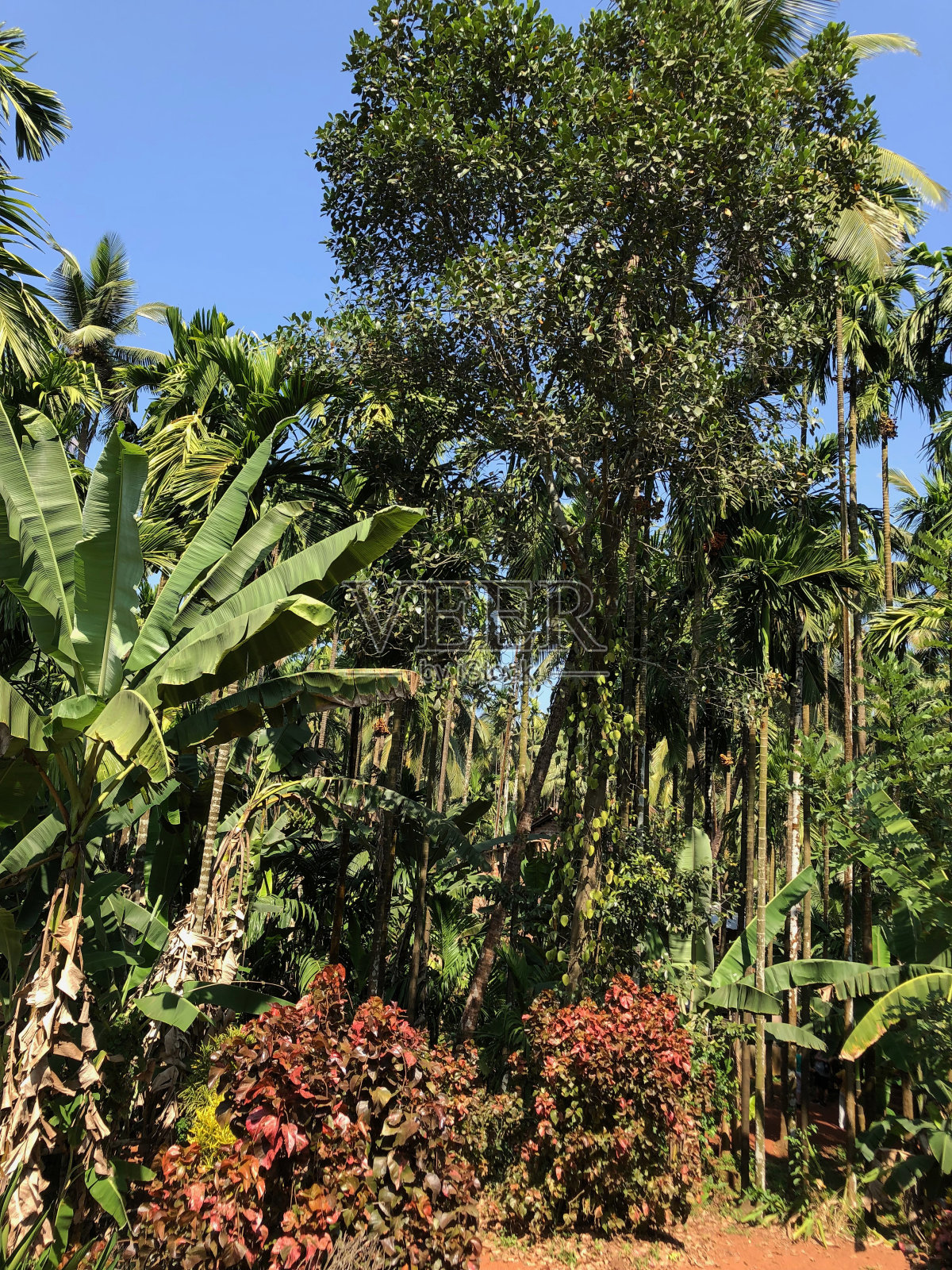 在印度南部喀拉拉邦附近的果阿邦的果阿香料农场，成熟的热带棕榈树有着巨大的叶和叶，肯迪亚棕榈树在印度炎热的气候下生长在户外，香蕉植物和郁郁葱葱的充满异国情调的丛林树叶在蓝天下生长照片摄影图片