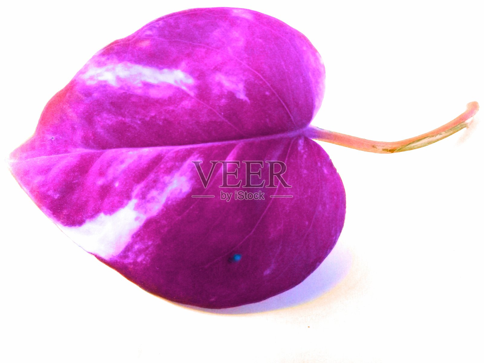 粉红色的花照片摄影图片