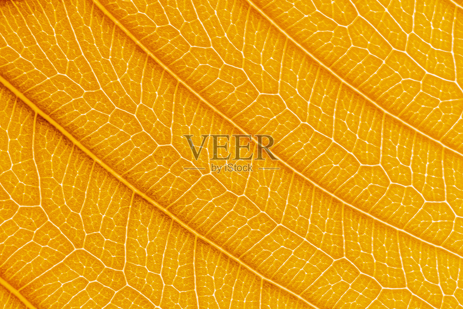 叶文摘照片摄影图片