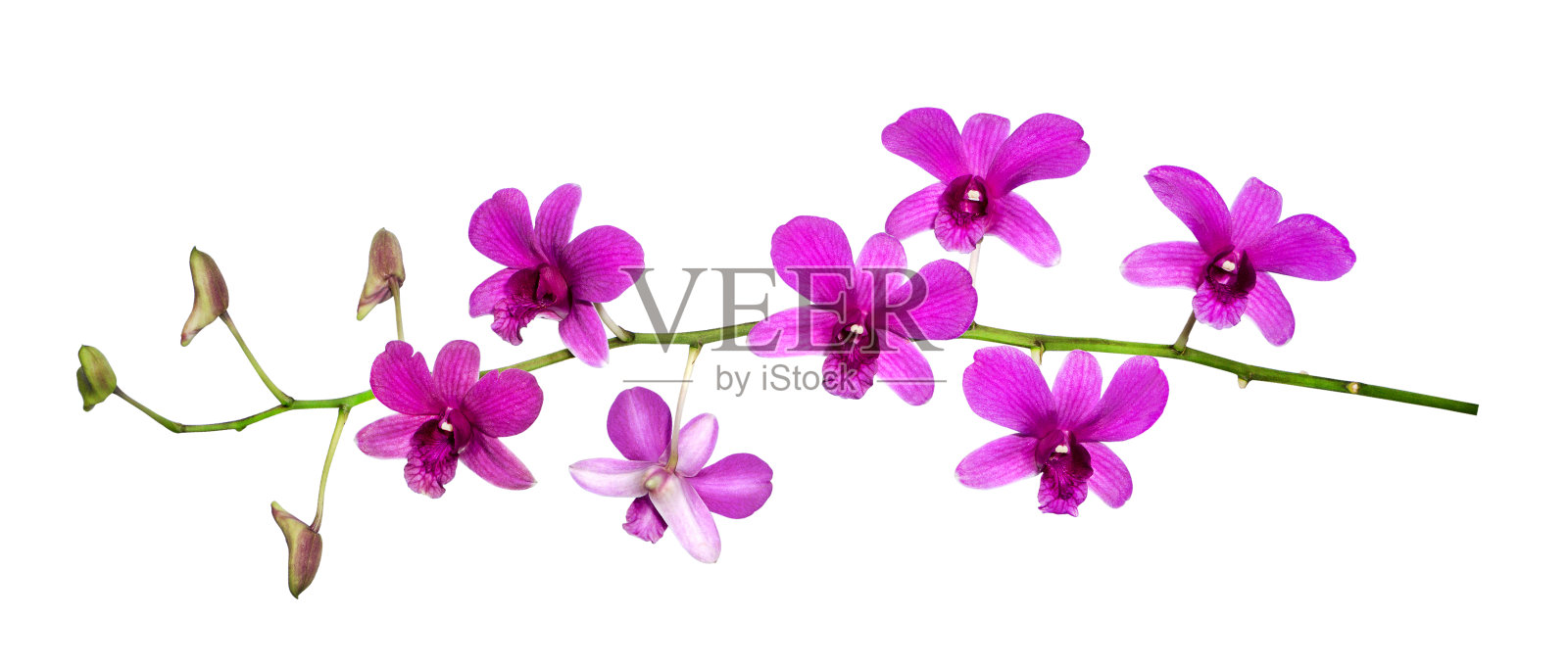 紫色兰花在白色孤立的背景上照片摄影图片