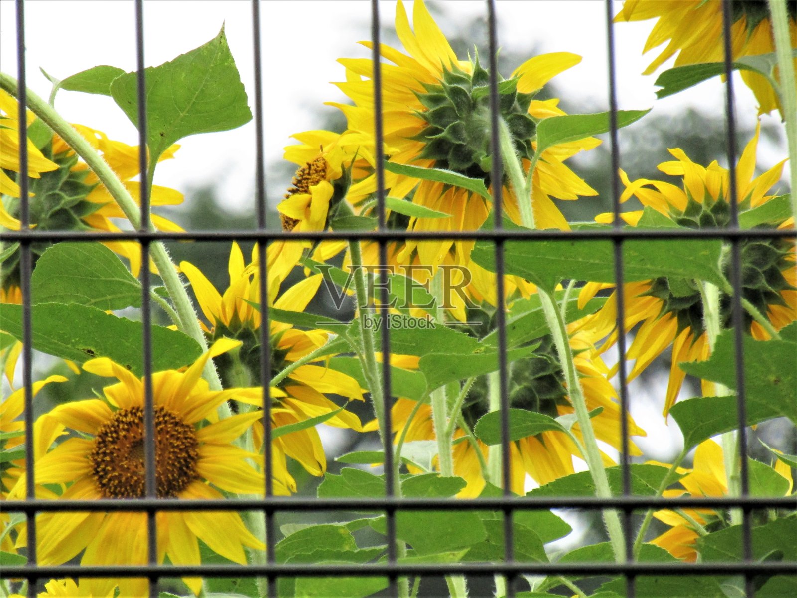 困向日葵。特写镜头。照片摄影图片