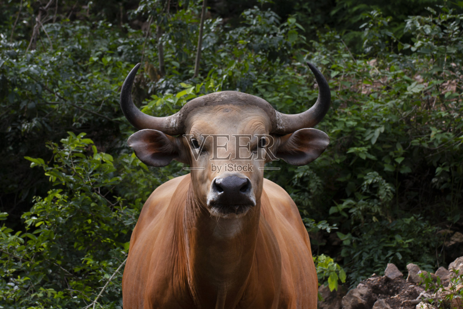 野生的棕色奶牛。照片摄影图片