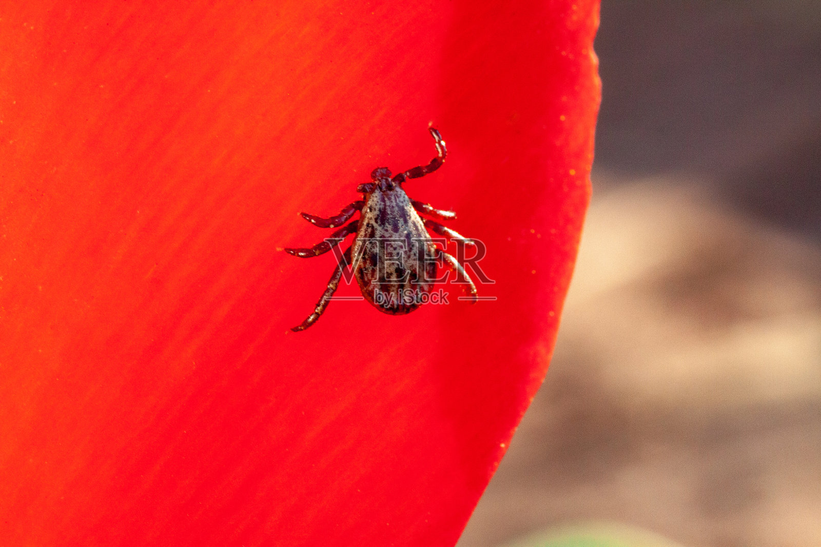 一种危险的寄生虫和感染载体螨照片摄影图片