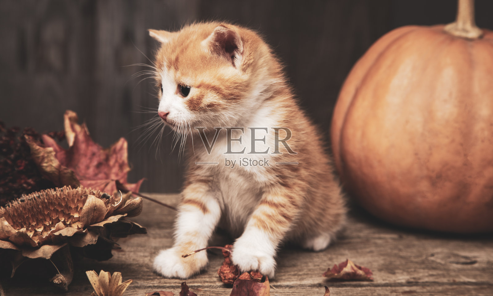 姜小猫和万圣节南瓜杰克灯在黑色的木头背景。照片摄影图片