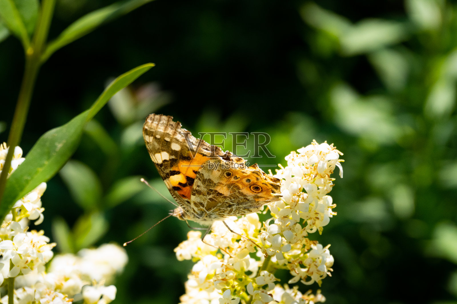一个细节和彩色的蝴蝶坐在阳光下的花头上的特写照片摄影图片
