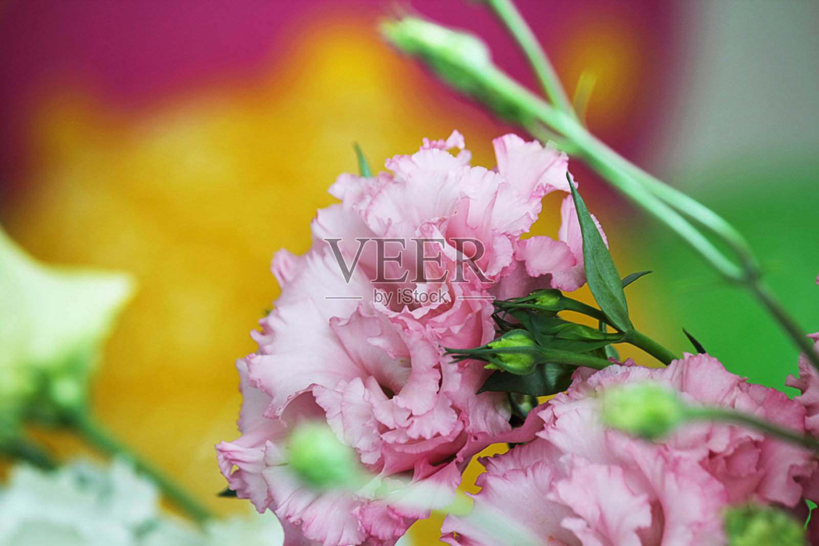 一束桔梗花在一个抽象的背景上，颜色为粉红色和白色。春天或夏天的花。花经营理念。自然纹理，选择性聚焦，特写。照片摄影图片